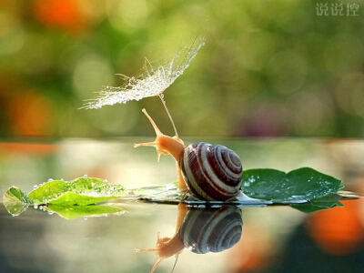 正能量的說說帶圖片：即使走得再艱難，蝸牛也沒有放下沉重的殼