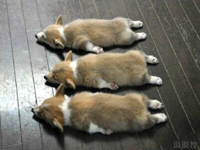 搞笑說說大全帶圖片4