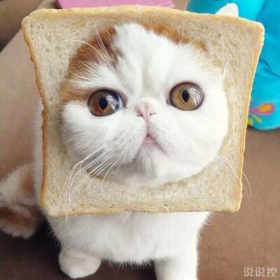 好笑的說(shuō)說(shuō)帶圖片，搞笑的說(shuō)說(shuō)笑死人帶圖2