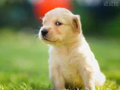 逗比的說說帶圖片，逗比說說配圖