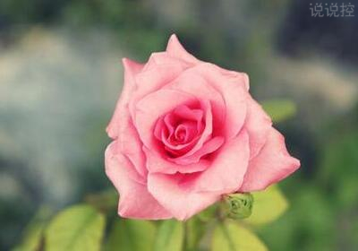 唯美說(shuō)說(shuō)配圖，唯美說(shuō)說(shuō)圖片2