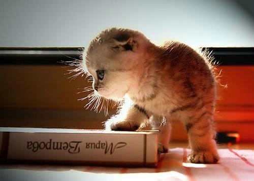 關(guān)于愛(ài)情的有些傷感難過(guò)的說(shuō)說(shuō)帶圖片 遇你之后步步都難走9