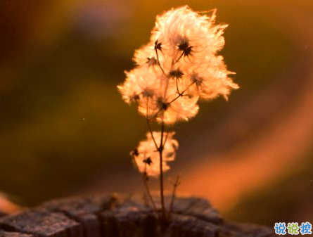 深有感悟的傷感愛(ài)情說(shuō)說(shuō) 簡(jiǎn)短一句話直戳人心的愛(ài)情說(shuō)說(shuō)1