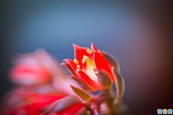 2019豬年初五迎財神心情短語 2019最新初五迎財神短信祝福語2