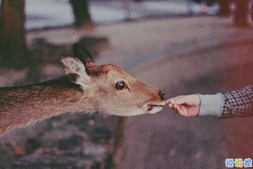 帶圖片的勵(lì)志說說人生感悟 別辜負(fù)了你的野心也別對(duì)不起你受的苦16