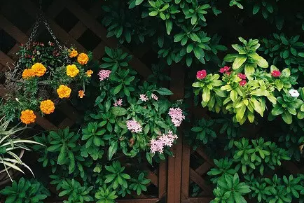 2018最新寫給傻傻的自己配圖 傻傻的話寫給自己一段話圖片11