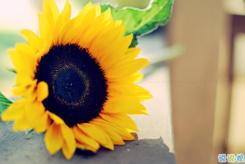 2019經(jīng)典語(yǔ)錄人生感悟 靠天靠地還要靠自己1