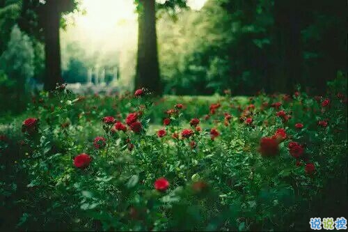 簡(jiǎn)單低調(diào)秀恩愛的說說帶圖片 朋友圈表示自己很幸福的說說12