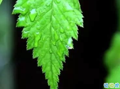 2019谷雨朋友圈說(shuō)說(shuō)配圖 谷雨節(jié)發(fā)朋友圈的說(shuō)說(shuō)優(yōu)美12