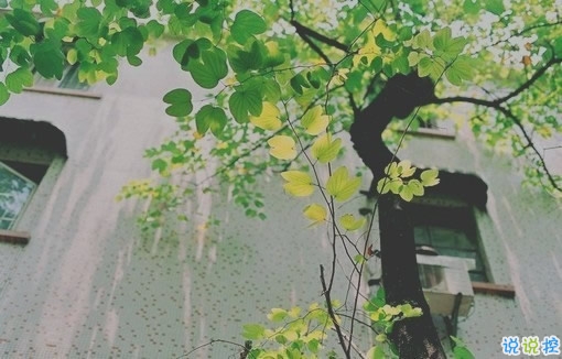 表達(dá)愛意的唯美句子配圖 肯定能打動(dòng)你心的唯美說說帶圖片15