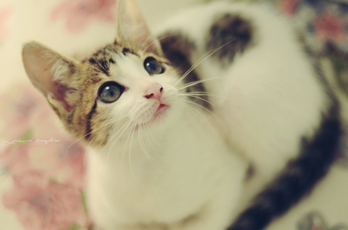 關(guān)于愛(ài)情的有些傷感難過(guò)的說(shuō)說(shuō)帶圖片 遇你之后步步都難走11