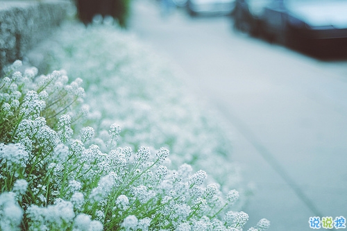 獨(dú)一無(wú)二朋友圈個(gè)性說(shuō)說(shuō)帶圖片 感謝相識(shí)不計(jì)消失回頭是狗2