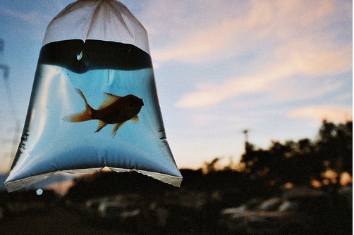 提到愛情有時會心痛心碎的傷感說說帶圖片12