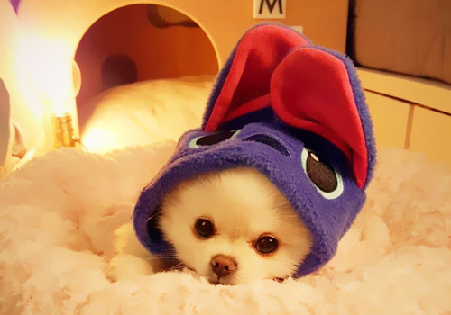 可以戳中中你笑點(diǎn)的搞笑說說帶圖片9