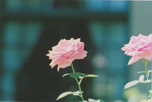 關于青春人生成長的經典哲理說說帶圖片 生活不只眼前的茍且還有詩和遠方的田野2