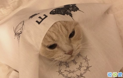 2018朋友圈說說搞笑配圖 朋友圈必評(píng)論的搞笑說說13