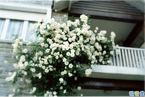 愛(ài)情經(jīng)典句子說(shuō)說(shuō)心情 和愛(ài)情有關(guān)的朋友圈句子大全2