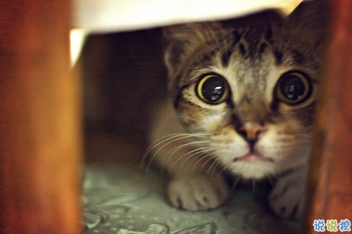 2019最流行的情侶表白說說配圖 文藝范暖心情話帶圖片7