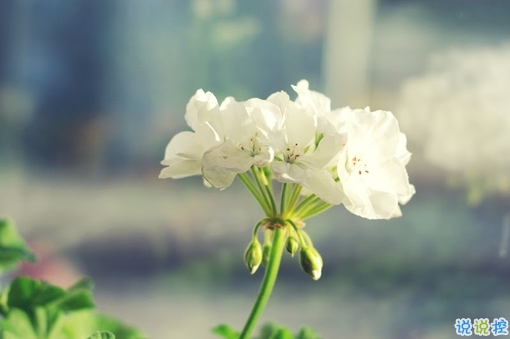 2019二月再見三月你好說說經典勵志 三月你好微信早安句子1