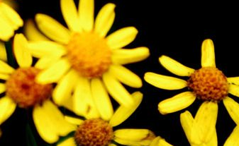 在夢里也會潸然淚下的說說帶圖 如果時光倒流峩捫能抓得住什么2