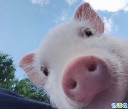 2018朋友圈說說搞笑配圖 朋友圈必評(píng)論的搞笑說說2