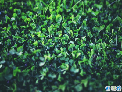 2019復(fù)活節(jié)祝福語(yǔ)英文大全帶翻譯配圖 復(fù)活節(jié)快樂(lè)說(shuō)說(shuō)致所有人6