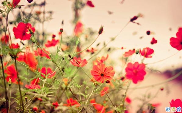 2019最佳表白情話大全簡短撩人 表白情話真實點感動人的2