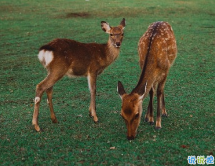 很真實(shí)幸福的愛情說說帶圖片 向另一伴告白的浪漫愛情說說2
