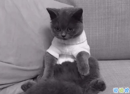 2018朋友圈說說搞笑配圖 朋友圈必評(píng)論的搞笑說說3