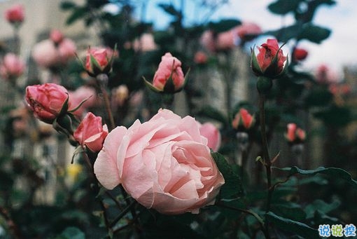 女生霸氣說(shuō)說(shuō)很犀利毒舌 一句話朋友圈霸氣說(shuō)說(shuō)1