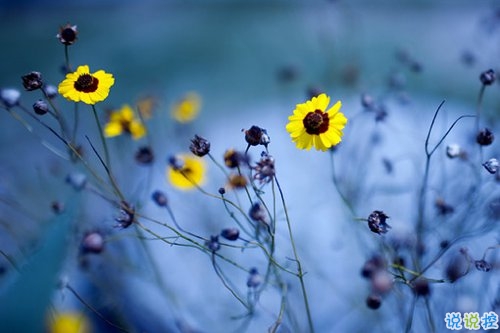 抖音好聽個(gè)性說說帶圖片 能夠吸引人的一句話說說13