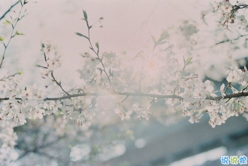 精選30句張愛玲經(jīng)典語錄 生命是一襲華美的袍爬滿了蚤子1