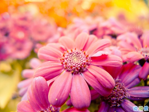 2019春分朋友圈早安祝福語帶圖片 春分唯美說說簡單一句話15