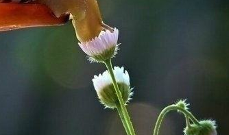 在夢里也會潸然淚下的說說帶圖 如果時光倒流峩捫能抓得住什么12