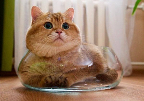 可以戳中中你笑點(diǎn)的搞笑說說帶圖片5