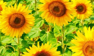 七月早安正能量勵(lì)志哲理說說帶圖 早安！七月！7