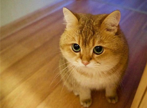 可以戳中中你笑點(diǎn)的搞笑說說帶圖片4