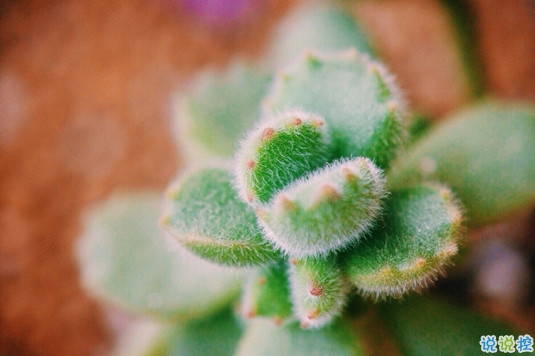 抖音比水還干凈的句子唯美又文藝 遺憾的是從沒被堅定的選擇過2