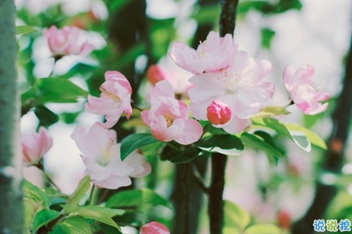 最新微信唯美說(shuō)說(shuō)大全女生專屬 女生都愛(ài)的文藝小清新心情說(shuō)說(shuō)1