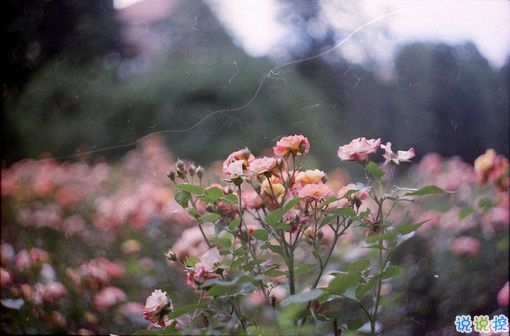 女生發(fā)朋友圈可愛搞怪的句子帶圖片 最新微信搞笑說(shuō)說(shuō)大全14