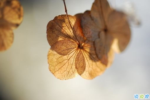 輸?shù)靡凰康膼矍閭姓f說 句句寫入心坎的傷感說說大全1