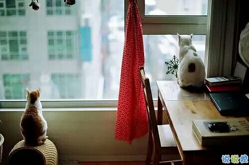 戀愛中的甜蜜溫暖小情緒說說帶圖片 跨越大半個地球與你相見6