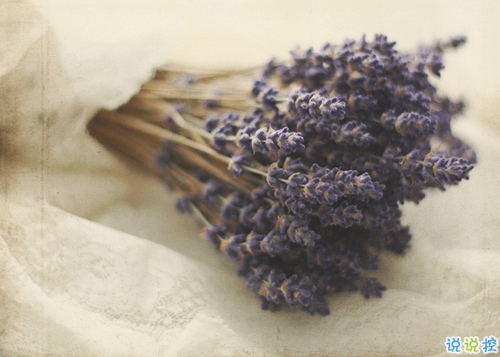 傷感唯美的小清新句子帶圖片 假如時(shí)光已逝鳥兒不再歌唱13