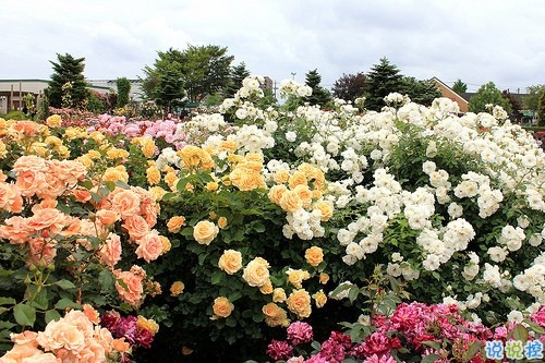 愛情破碎的悲傷說說帶圖片 讓人痛苦的愛情說說配圖4