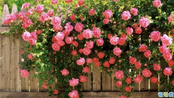 心里甜蜜蜜的愛情說說帶圖片 愛情說說一輩子只愛你14