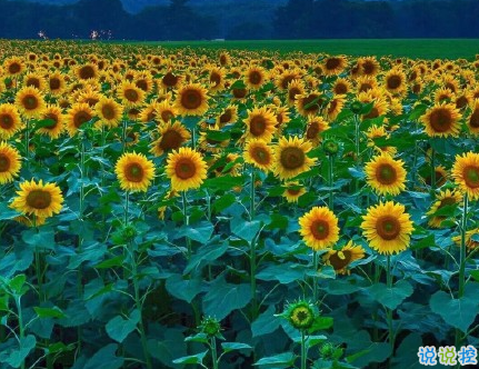 很真實(shí)幸福的愛情說說帶圖片 向另一伴告白的浪漫愛情說說5