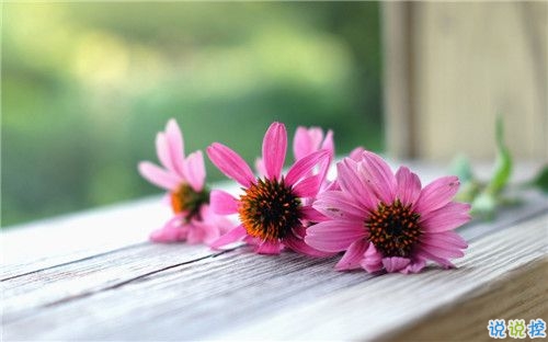 2019關于春分的微信說說帶圖片 春分節(jié)氣早安祝福語8