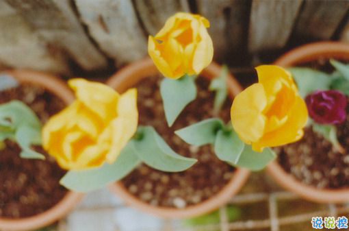 日升日落讓人感到傷感的說說 時(shí)間和愛情帶給我們的憂傷傷感說說1