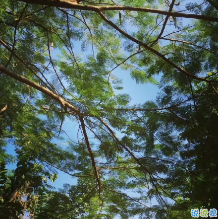 微博說說大全帶圖片女生唯美：所有的姍姍來遲，都是剛好的開始1