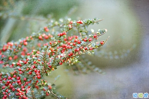 優(yōu)美說說唯美的句子配圖：海底月是天上月，只是鏡花水月12